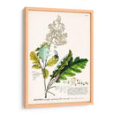 Seductor Botamical I | Cuadro decorativo de Canvas Lab