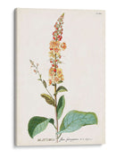 Seductor Botamical Ii | Cuadro decorativo de Canvas Lab