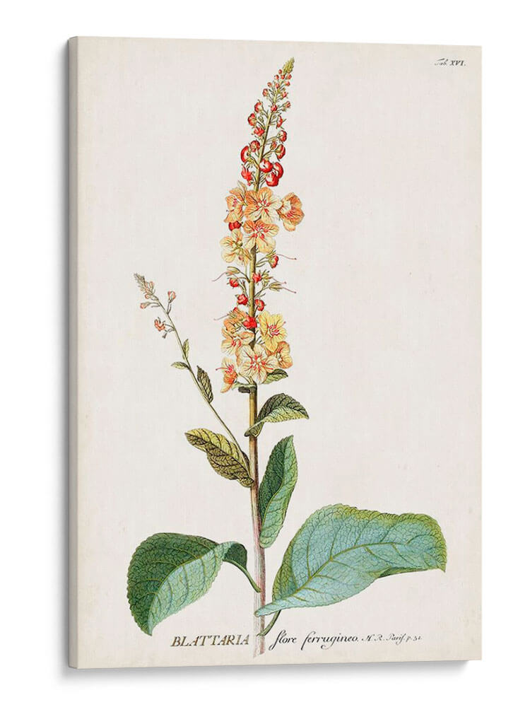 Seductor Botamical Ii | Cuadro decorativo de Canvas Lab