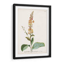 Seductor Botamical Ii | Cuadro decorativo de Canvas Lab