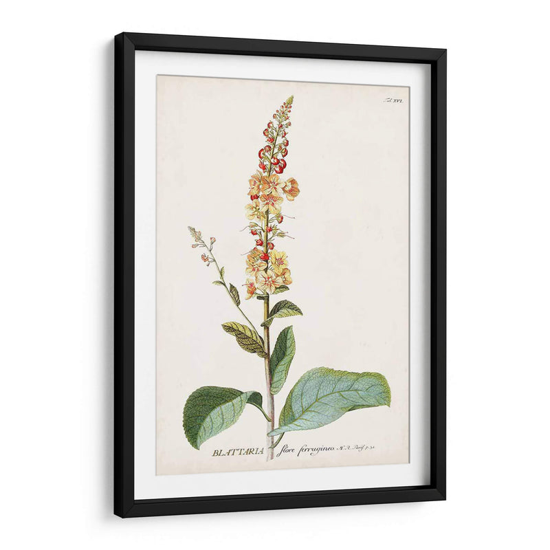 Seductor Botamical Ii | Cuadro decorativo de Canvas Lab