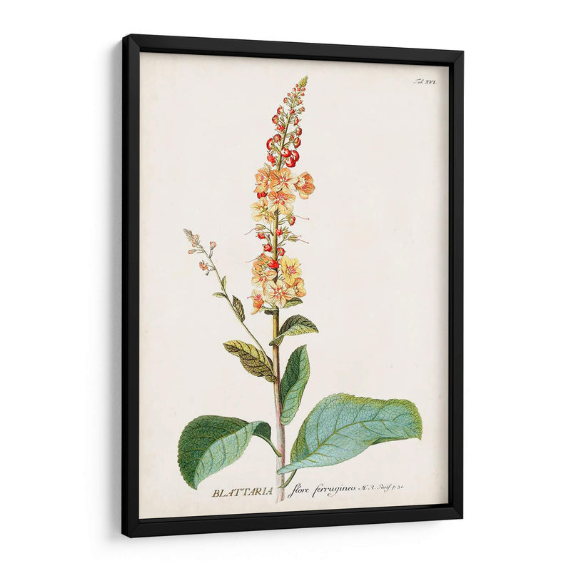 Seductor Botamical Ii | Cuadro decorativo de Canvas Lab