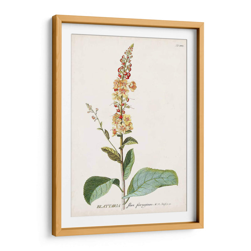 Seductor Botamical Ii | Cuadro decorativo de Canvas Lab