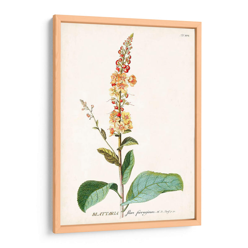 Seductor Botamical Ii | Cuadro decorativo de Canvas Lab