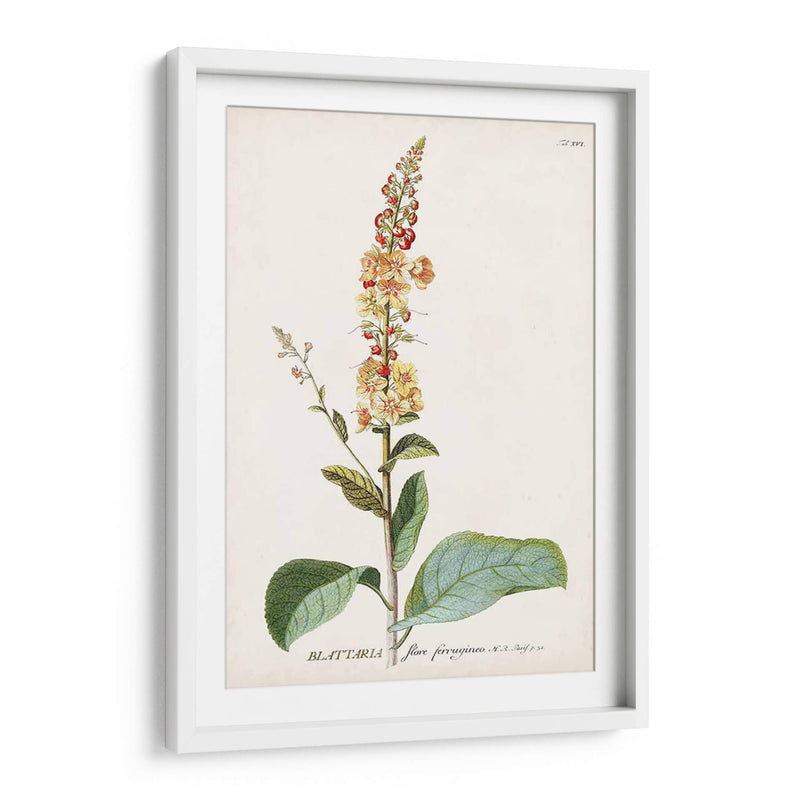 Seductor Botamical Ii | Cuadro decorativo de Canvas Lab