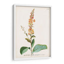 Seductor Botamical Ii | Cuadro decorativo de Canvas Lab