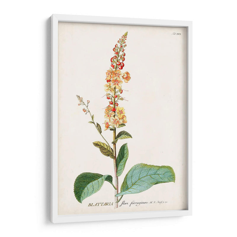 Seductor Botamical Ii | Cuadro decorativo de Canvas Lab