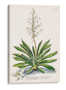 Seductor Botamical Iii | Cuadro decorativo de Canvas Lab