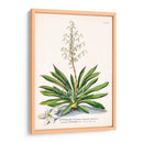 Seductor Botamical Iii | Cuadro decorativo de Canvas Lab