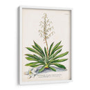 Seductor Botamical Iii | Cuadro decorativo de Canvas Lab