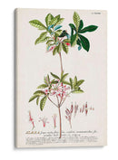 Seductor Botamical Iv | Cuadro decorativo de Canvas Lab