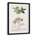 Seductor Botamical Iv | Cuadro decorativo de Canvas Lab