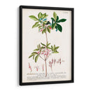 Seductor Botamical Iv | Cuadro decorativo de Canvas Lab