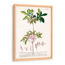 Seductor Botamical Iv | Cuadro decorativo de Canvas Lab