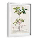 Seductor Botamical Iv | Cuadro decorativo de Canvas Lab