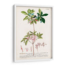 Seductor Botamical Iv | Cuadro decorativo de Canvas Lab
