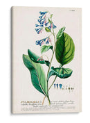 Seductor Botamical V | Cuadro decorativo de Canvas Lab