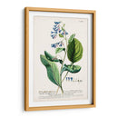 Seductor Botamical V | Cuadro decorativo de Canvas Lab