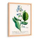 Seductor Botamical V | Cuadro decorativo de Canvas Lab