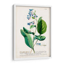 Seductor Botamical V | Cuadro decorativo de Canvas Lab