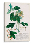 Seductor Botamical Vi | Cuadro decorativo de Canvas Lab