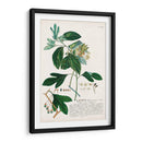 Seductor Botamical Vi | Cuadro decorativo de Canvas Lab