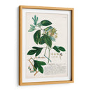 Seductor Botamical Vi | Cuadro decorativo de Canvas Lab