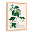 Seductor Botamical Vi | Cuadro decorativo de Canvas Lab
