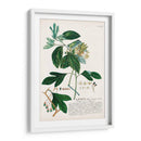 Seductor Botamical Vi | Cuadro decorativo de Canvas Lab