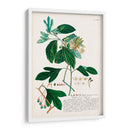 Seductor Botamical Vi | Cuadro decorativo de Canvas Lab