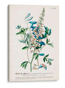 Seductor Botamical Vii | Cuadro decorativo de Canvas Lab