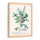 Seductor Botamical Vii | Cuadro decorativo de Canvas Lab
