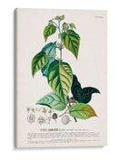 Seductor Botamical Viii | Cuadro decorativo de Canvas Lab