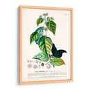 Seductor Botamical Viii | Cuadro decorativo de Canvas Lab