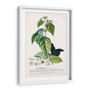 Seductor Botamical Viii | Cuadro decorativo de Canvas Lab