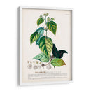 Seductor Botamical Viii | Cuadro decorativo de Canvas Lab