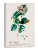 Seductor Botamical Ix | Cuadro decorativo de Canvas Lab