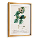 Seductor Botamical Ix | Cuadro decorativo de Canvas Lab