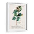 Seductor Botamical Ix | Cuadro decorativo de Canvas Lab