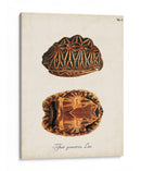 Tortugas Y Conchas Antiguas I | Cuadro decorativo de Canvas Lab