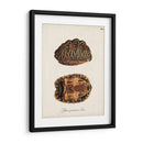 Tortugas Y Conchas Antiguas I | Cuadro decorativo de Canvas Lab