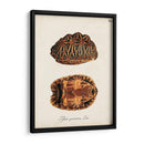 Tortugas Y Conchas Antiguas I | Cuadro decorativo de Canvas Lab