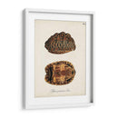 Tortugas Y Conchas Antiguas I | Cuadro decorativo de Canvas Lab