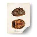 Tortugas Y Conchas Antiguas I | Cuadro decorativo de Canvas Lab