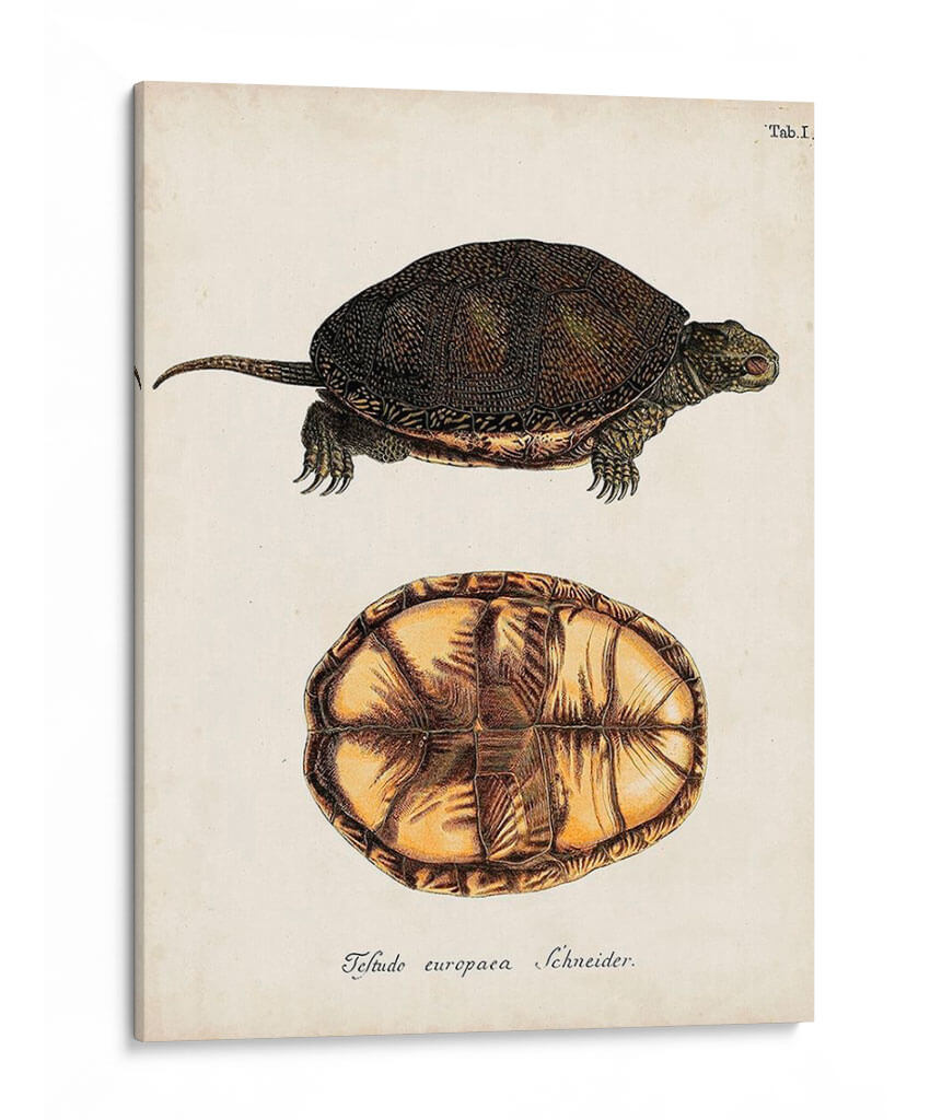 Tortugas Y Conchas Antiguos Ii | Cuadro decorativo de Canvas Lab