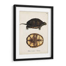 Tortugas Y Conchas Antiguos Ii | Cuadro decorativo de Canvas Lab