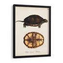 Tortugas Y Conchas Antiguos Ii | Cuadro decorativo de Canvas Lab