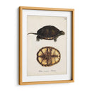 Tortugas Y Conchas Antiguos Ii | Cuadro decorativo de Canvas Lab
