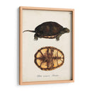 Tortugas Y Conchas Antiguos Ii | Cuadro decorativo de Canvas Lab