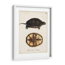 Tortugas Y Conchas Antiguos Ii | Cuadro decorativo de Canvas Lab